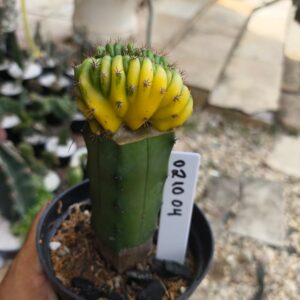 0210 04 Echinopsis pachanoi variegata Cristata ( PRIME )