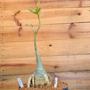 Rosa do Deserto 1010 01 Big Caudex Lilac - Linha Big Caudex - RDF Fortaleza