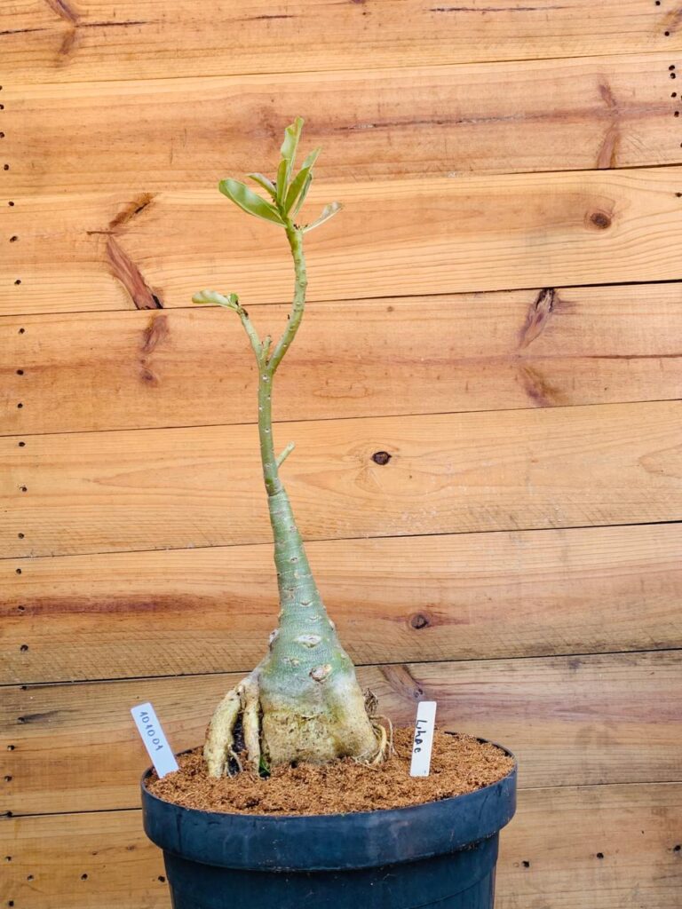 Rosa do Deserto 1010 01 Big Caudex Lilac - Linha Big Caudex - RDF Fortaleza