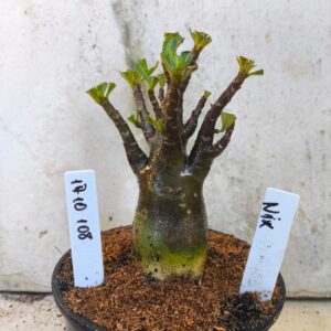 1710 108 Arabicum Nix- F2 12 meses