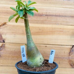1710 108 Rosa do Deserto Pola
