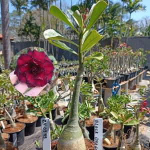 2409 49 Rosa do Deserto Black Dragon