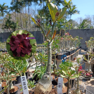2409 43 Rosa do Deserto L-14