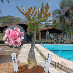1709 64 Rosa do Deserto Luxury