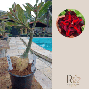 1709 03 Rosa do Deserto Volcano