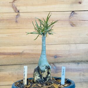 Rosa do Deserto 2110 15 Big Caudex Crispum Pull Red Strings - Linha Big Caudex - RDF Fortaleza