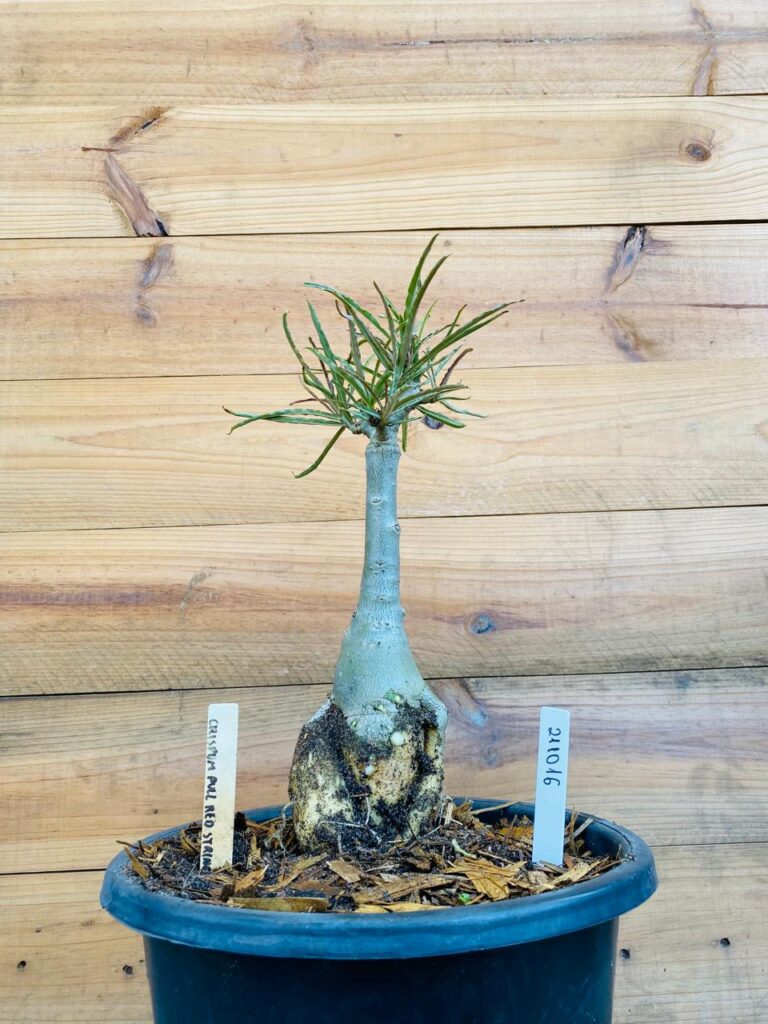 Rosa do Deserto 2110 15 Big Caudex Crispum Pull Red Strings - Linha Big Caudex - RDF Fortaleza