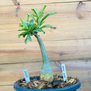 Rosa do Deserto 2110 18 Big Caudex Snow Pink - Linha Big Caudex - RDF Fortaleza