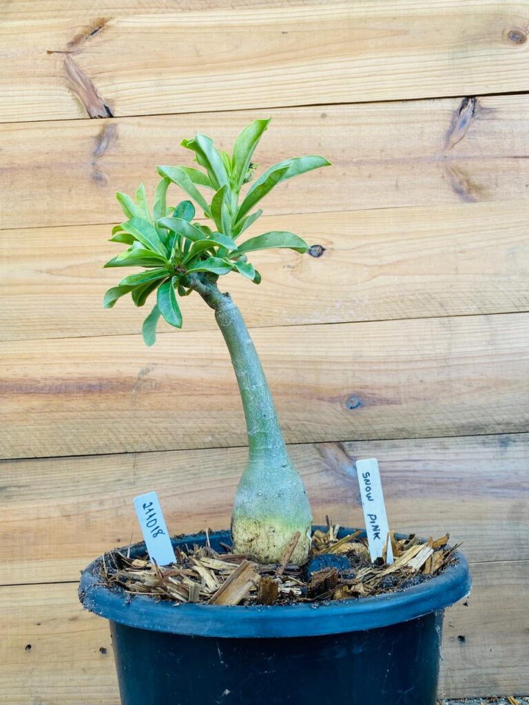 Rosa do Deserto 2110 18 Big Caudex Snow Pink - Linha Big Caudex - RDF Fortaleza