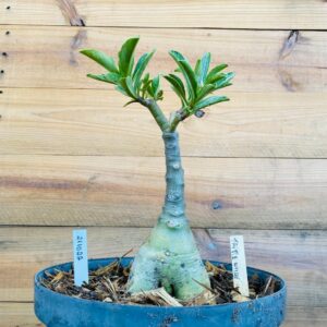 Rosa do Deserto 2110 22 Big Caudex Triple Wish - Linha Big Caudex - RDF Fortaleza