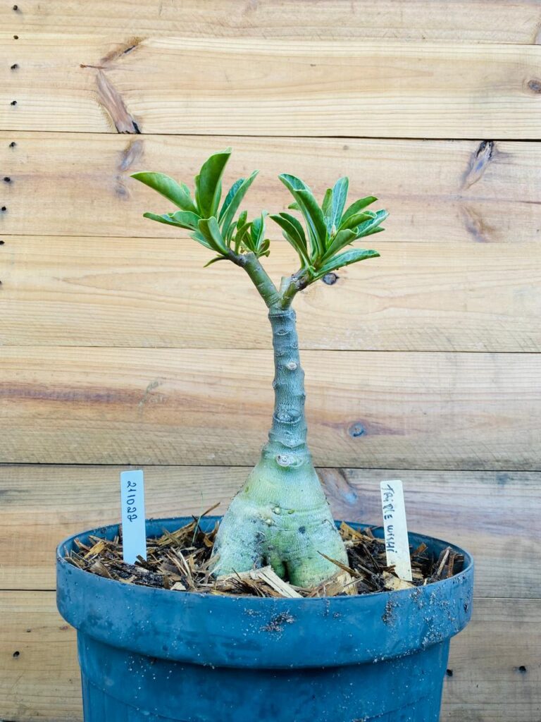 Rosa do Deserto 2110 22 Big Caudex Triple Wish - Linha Big Caudex - RDF Fortaleza