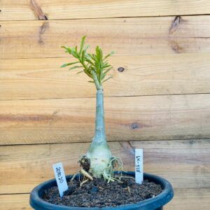 Rosa do Deserto 2210 20 Big Caudex LK-528 - Linha Big Caudex - RDF Fortaleza