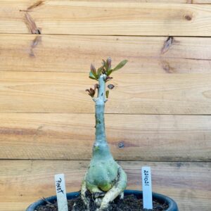 Rosa do Deserto 2210 21 Big Caudex Pinot - Linha Big Caudex - RDF Fortaleza