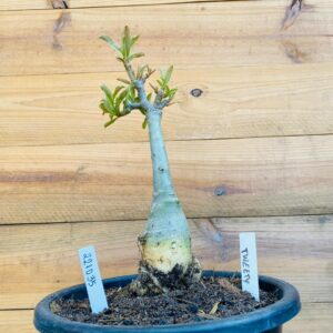 Rosa do Deserto 2210 35 Big Caudex Tweety - Linha Big Caudex - RDF Fortaleza