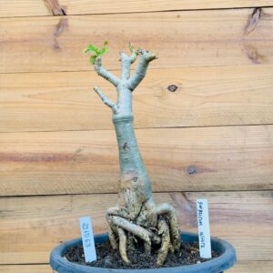 Rosa do Deserto 2210 63 Big Caudex Swazicum White - Linha Big Caudex - RDF Fortaleza