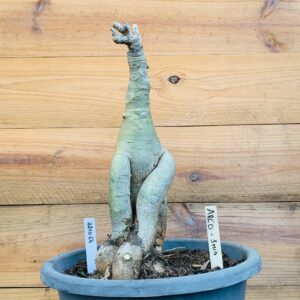 2210 64 Big Caudex Arco-iris