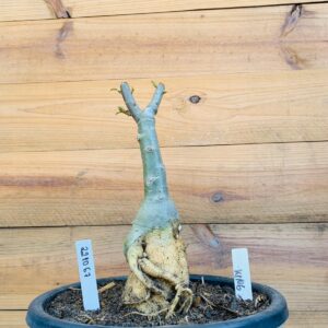 Rosa do Deserto 2210 67 Big Caudex King - Linha Big Caudex - RDF Fortaleza