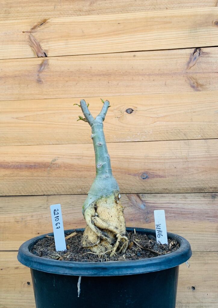 Rosa do Deserto 2210 67 Big Caudex King - Linha Big Caudex - RDF Fortaleza
