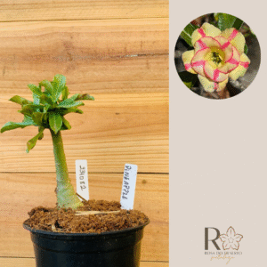 2310 82 Rosa do Deserto Pineapple