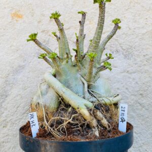 2810 07 Arabicum Mk Mk - Adulta