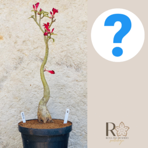 Rosa do Deserto 0910 11 Big Caudex Surprise - Linha Big Caudex - RDF Fortaleza