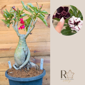 Rosa do Deserto 1710 13 Baoba Lilac - Linha Baobá - RDF Fortaleza