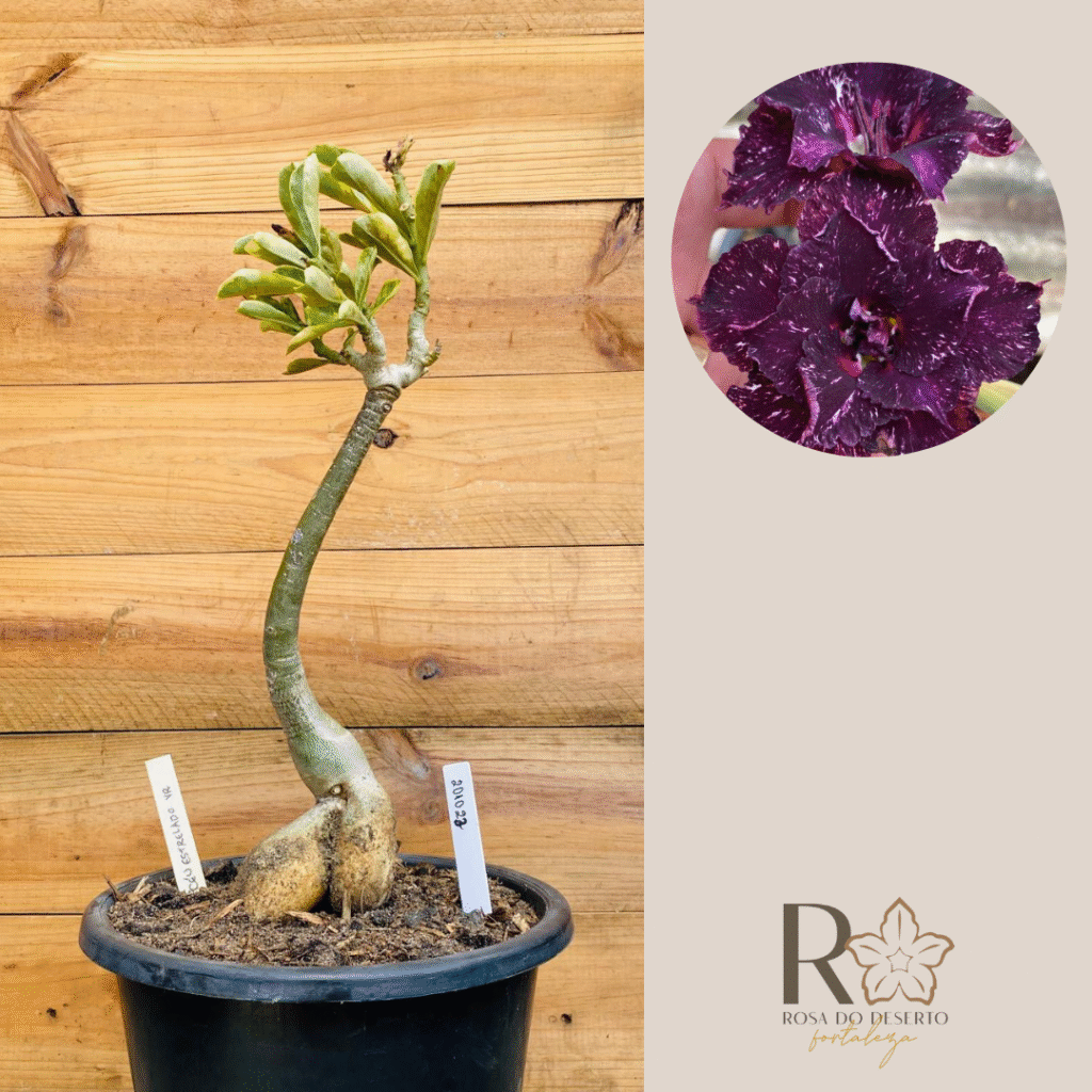 Rosa do Deserto 2010 23 Big Caudex Céu Estrelado Vr - Linha Big Caudex - RDF Fortaleza