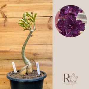 Rosa do Deserto 2010 23 Big Caudex Céu Estrelado Vr - Linha Big Caudex - RDF Fortaleza