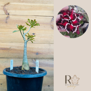 Rosa do Deserto 2110 27 Big Caudex Akachi - Linha Big Caudex - RDF Fortaleza