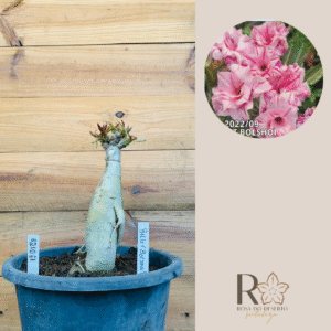 Rosa do Deserto 2210 61 Big Caudex Ballet Bolshoi - Linha Big Caudex - RDF Fortaleza
