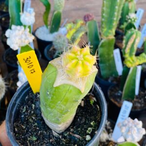 3010 17 Cacto Echinocereus knippelianus f. variegata