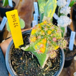 3010 26 Cacto Dansii variegata
