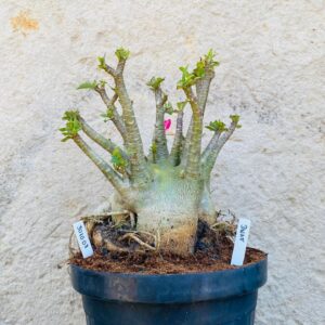 3010 03 Arabicum Dwarf - Adulta