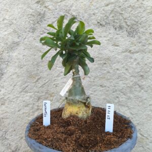 Rosa do Deserto 1111 15 Big Caudex Encantus - Linha Big Caudex - RDF Fortaleza