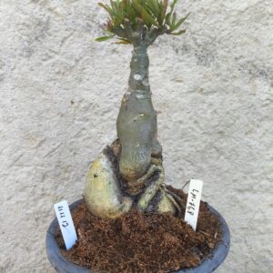 Rosa do Deserto 1111 12 Big Caudex LM 768 - Linha Big Caudex - RDF Fortaleza