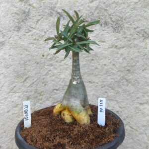 Rosa do Deserto 1111 10 Big Caudex Duquesa - Linha Big Caudex - RDF Fortaleza