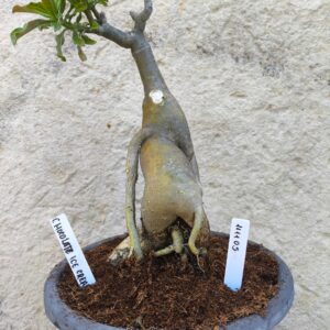 Rosa do Deserto 1111 05 Big Caudex Chocolate Ice Cream - Linha Big Caudex - RDF Fortaleza