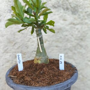 Rosa do Deserto 1111 04 Big Caudex Encantus - Linha Big Caudex - RDF Fortaleza