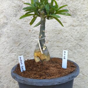 Rosa do Deserto 1111 02 Big Caudex Mustang Black - Linha Big Caudex - RDF Fortaleza