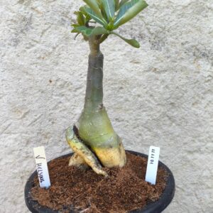 Rosa do Deserto 1111 01 Big Caudex Van Helsing - Linha Big Caudex - RDF Fortaleza