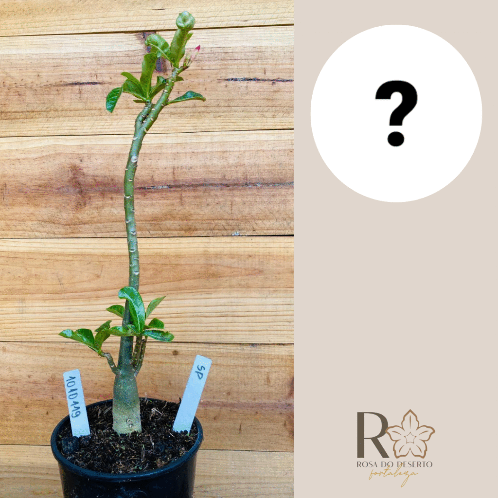 Rosa do Deserto 0910 119 Big Caudex Surprise - Linha Big Caudex - RDF Fortaleza