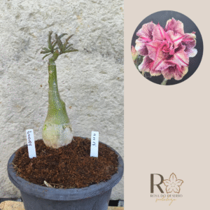 Rosa do Deserto 1111 17 Big Caudex Luxury - Linha Big Caudex - RDF Fortaleza