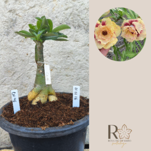 Rosa do Deserto 1111 16 Big Caudex CN 46 - Linha Big Caudex - RDF Fortaleza