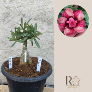 Rosa do Deserto 1111 14 Big Caudex Duquesa - Linha Big Caudex - RDF Fortaleza