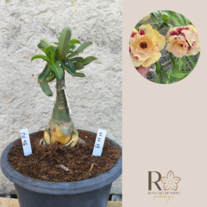 Rosa do Deserto 1111 13 Big Caudex CN 46 - Linha Big Caudex - RDF Fortaleza
