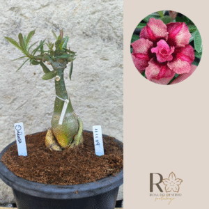 Rosa do Deserto 1111 09 Big Caudex Duquesa - Linha Big Caudex - RDF Fortaleza
