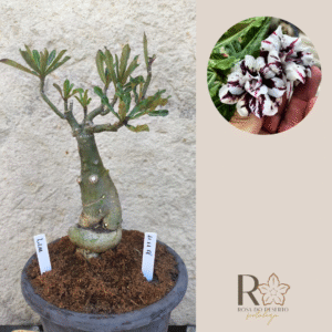 Rosa do Deserto 1111 11 Big Caudex Lilac - Linha Big Caudex - RDF Fortaleza