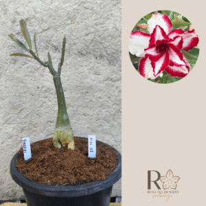 Rosa do Deserto 1111 07 Big Caudex Ferrari - Linha Big Caudex - RDF Fortaleza