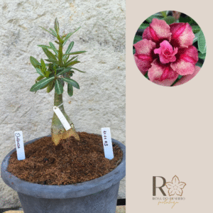 Rosa do Deserto 1111 03 Big Caudex Duquesa - Linha Big Caudex - RDF Fortaleza