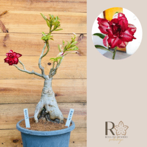 1010 03 Baoba Rubelita